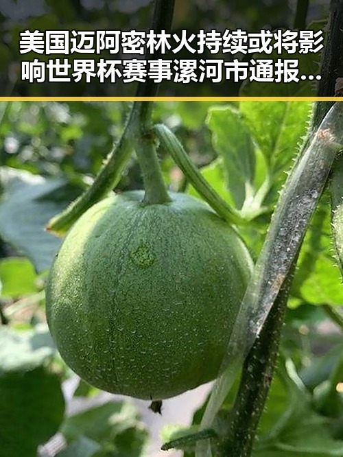 美国迈阿密林火持续或将影响世界杯赛事漯河市通报5起“清朗”专项行动典型案例引发关注
